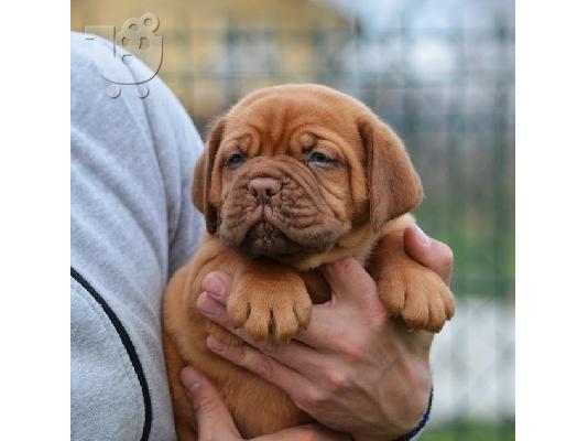 Dogue de Bordeaux